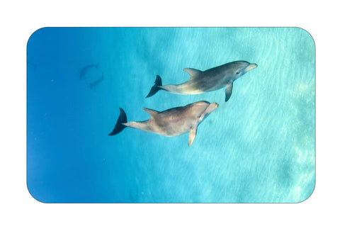 Dolphin Twins  Microfiber Towel-Nom de Plume